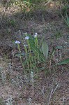 Prairie phacelia