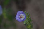 Prairie phacelia