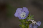 Prairie phacelia