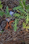 Prairie phacelia