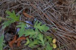 Prairie phacelia