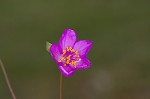 Piedmont flameflower