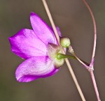 Piedmont flameflower