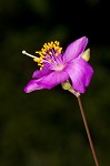 Piedmont flameflower