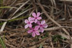 Hairy phlox