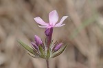 Hairy phlox