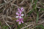 Hairy phlox