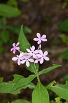 Largeleaf phlox