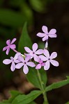 Largeleaf phlox