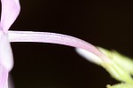 Largeleaf phlox