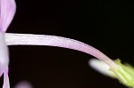 Largeleaf phlox