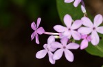 Largeleaf phlox