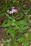 Largeleaf phlox