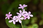 Largeleaf phlox