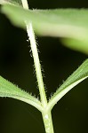 Largeleaf phlox