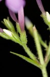 Largeleaf phlox