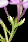 Largeleaf phlox