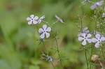 Wild blue phlox