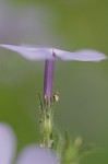 Wild blue phlox