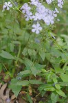 Wild blue phlox