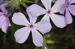 Wild blue phlox