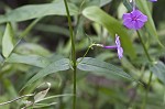 Smooth phlox