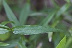 Smooth phlox