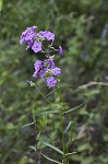 Smooth phlox