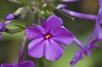 Smooth phlox