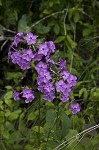 Smooth phlox