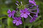 Smooth phlox