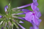 Smooth phlox