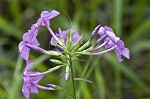 Smooth phlox