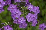 Smooth phlox