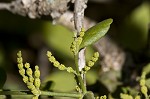 Oak mistletoe