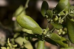 Oak mistletoe