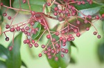 Taiwanese photinia