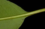 Taiwanese photinia