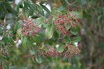 Taiwanese photinia