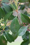 Taiwanese photinia