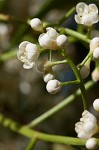 Taiwanese photinia