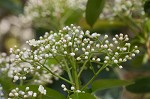 Taiwanese photinia