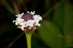 Turkey tangle frogfruit