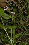 Turkey tangle frogfruit