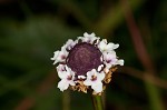 Turkey tangle frogfruit