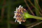 Turkey tangle frogfruit