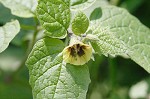 Virginia groundcherry