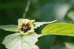 Virginia groundcherry