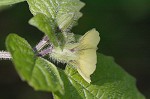 Virginia groundcherry