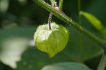 Virginia groundcherry